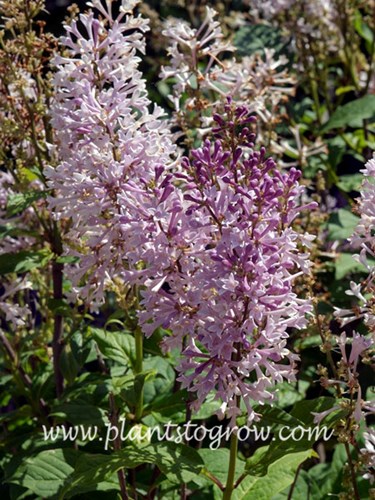 Minuet Lilac (Syringa)
The darker buds open to light pink flowers.